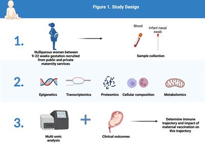 The PRotective Effect of Maternal Immunisation on preTerm birth: characterising the Underlying mechanisms and Role in newborn immune function: the PREMITUR study protocol